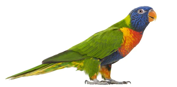 Rainbow Lorikeet, Trichoglossus haematodus, 3 years old, standing in front of white background — Stock Photo, Image