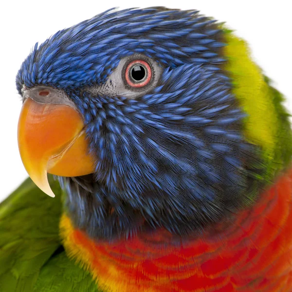 Regenbogenlorikeet, Trichoglossus haematodus, 3 Jahre alt, vor weißem Hintergrund stehend — Stockfoto