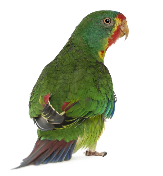 Swift Parrot, Lathamus discolor, 2 years old, standing in front of white background — Stock Photo, Image