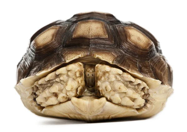 Африканская подстегнутая черепаха, 1 год, на белом фоне — стоковое фото