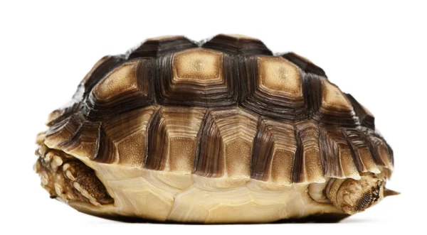 Afrikaanse gestimuleerd schildpad, geochelone sulcata, 1 jaar oud, voor witte achtergrond — Stockfoto