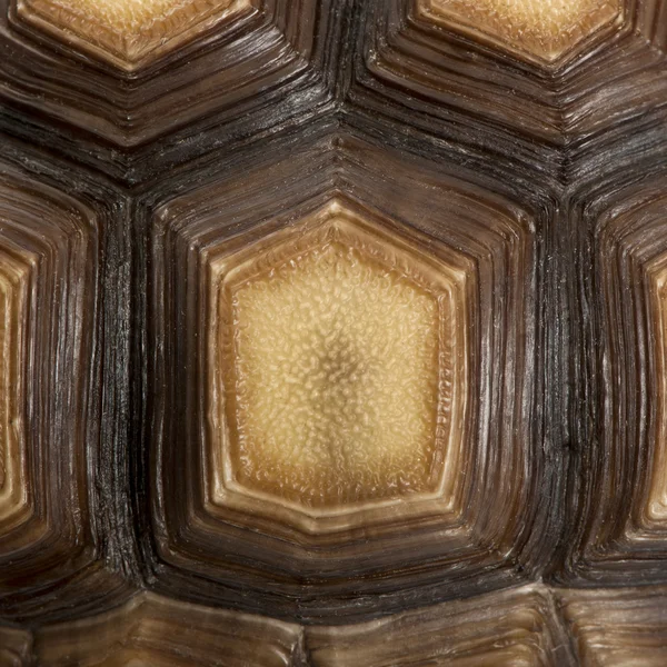 Gros plan sur Coquille de tortue faux-luth, Geochelone sulcata, 1 an — Photo