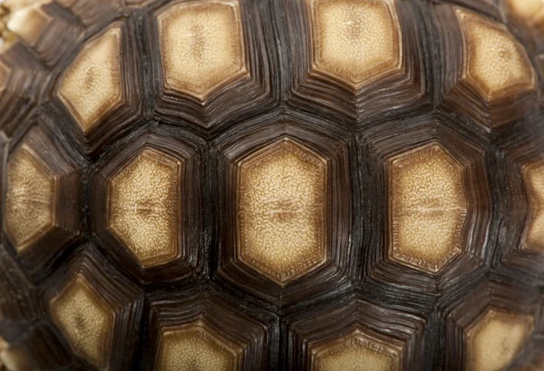 Närbild av afrikansk sporrad sköldpadda skal, Geochelone sulcata, 1 år gammal — Stockfoto