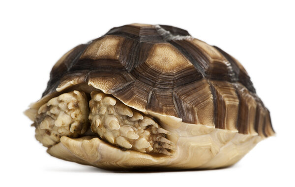 Африканская подстегнутая черепаха, 1 год, на белом фоне
