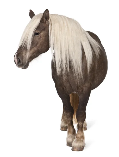 Comtois paard, een trekpaard, Equus caballus, 10 jaar oud, voor witte achtergrond — Stockfoto