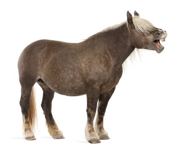 Comtois 马，草案马，马属 caballus，10 岁，站在白色背景前 — 图库照片