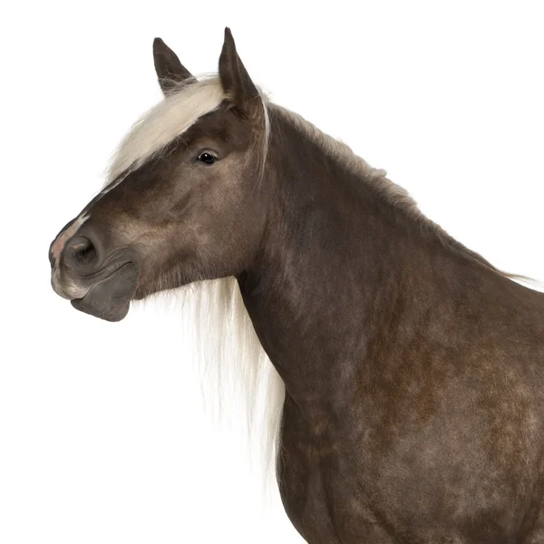 Caballo comtois, caballo de tiro, Equus caballus, 10 años, de pie frente al fondo blanco —  Fotos de Stock