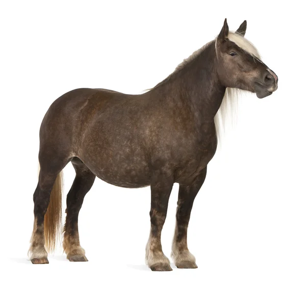 Comtois cavalo, um cavalo rascunho, Equus caballus, 10 anos, em pé na frente do fundo branco — Fotografia de Stock