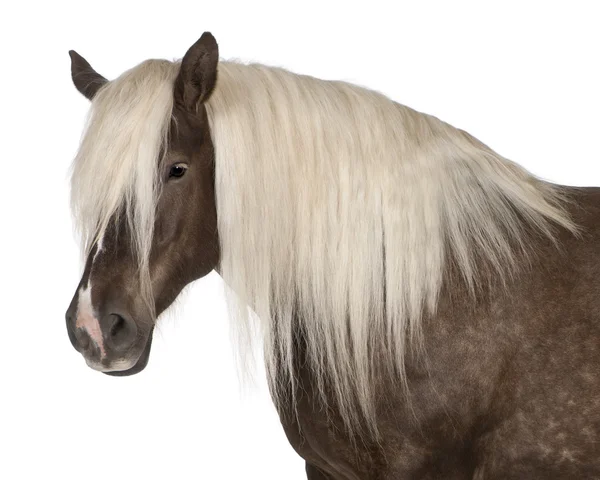 Comtois paard, een trekpaard, Equus caballus, 10 jaar oud, voor witte achtergrond — Stockfoto