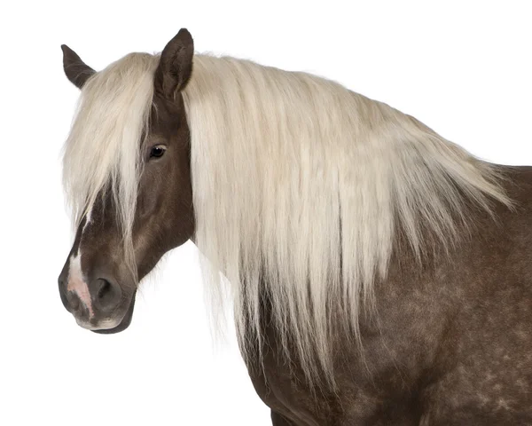 stock image Comtois horse, a draft horse, Equus caballus, 10 years old, standing in front of white background