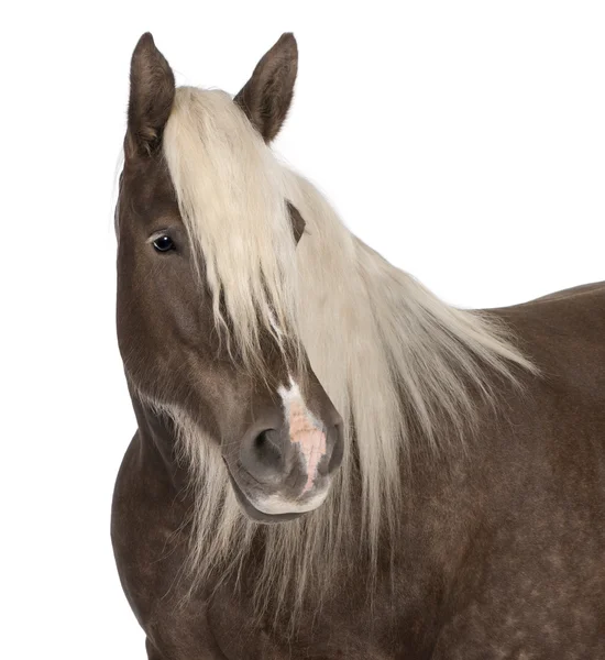 stock image Comtois horse, a draft horse, Equus caballus, 10 years old, in front of white background