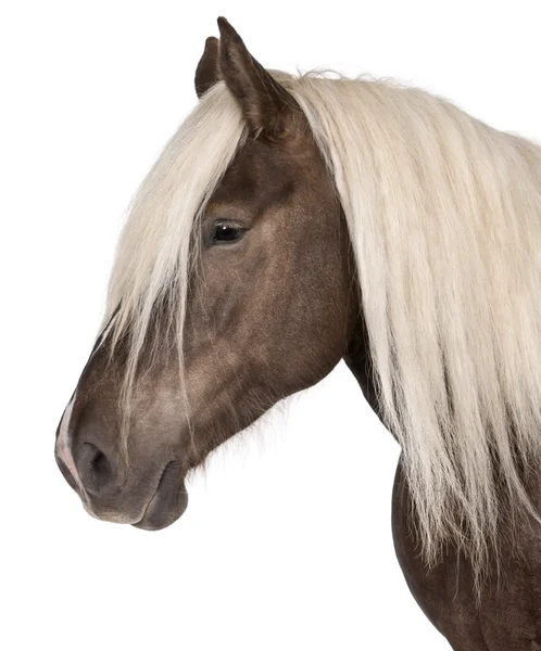 Comtois cavalo, um cavalo rascunho, Equus caballus, 10 anos, na frente do fundo branco — Fotografia de Stock