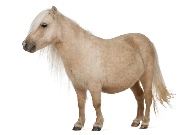Palomino Shetland pony, Equus caballus, 3 años, de pie frente al fondo blanco — Foto de Stock