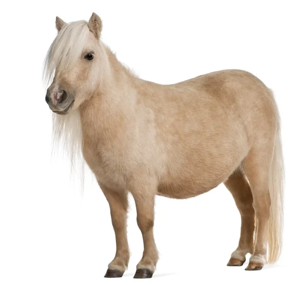 Palomino Shetland pony, Equus caballus, 3 anni, in piedi davanti allo sfondo bianco — Foto Stock
