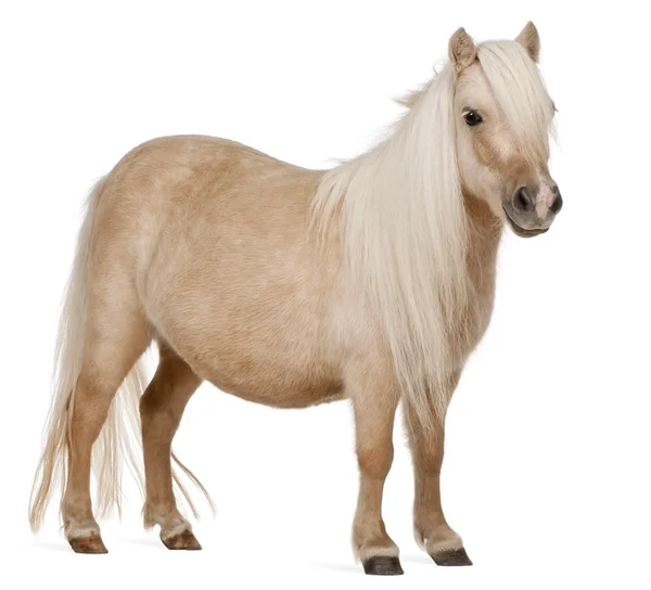 Palomino Shetland pony, Equus caballus, 3 años, de pie frente al fondo blanco — Foto de Stock