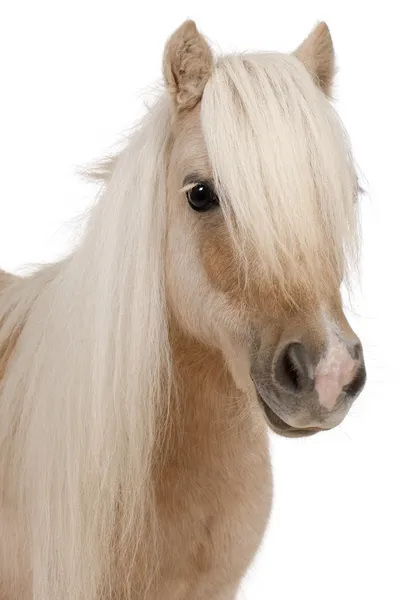 Palomino Shetland pony, Equus caballus, 3 años, de pie frente al fondo blanco —  Fotos de Stock