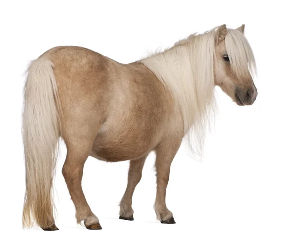 Palomino Shetlandpony, Equus caballus, 3 Jahre alt, steht vor weißem Hintergrund — Stockfoto