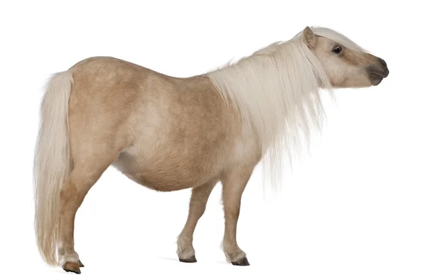 Паломіно Шетландськіє поні, кінь caballus, 3 років, стоїть перед білим тлом — стокове фото