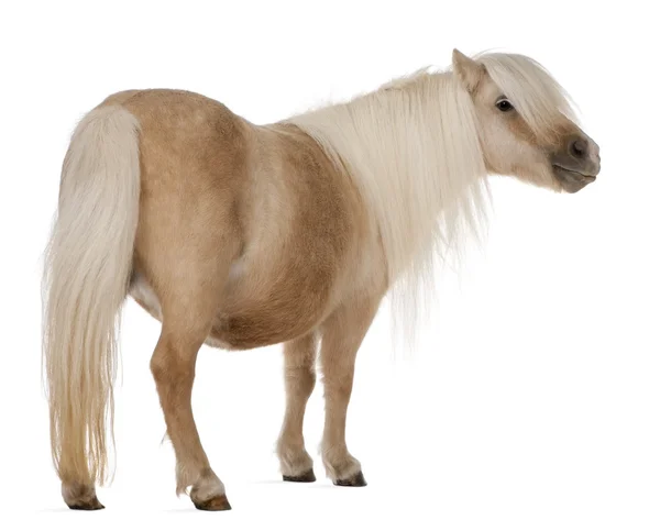 Palomino shetlandský pony, equus caballus, 3 roky starý, stojící před bílým pozadím — Stock fotografie