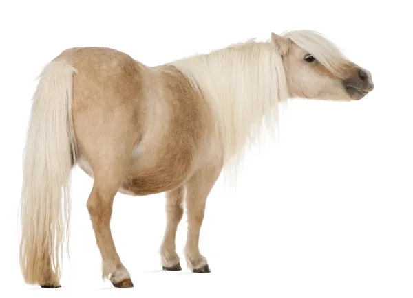 Palomino Shetlandpony, equus caballus, 3 jaar oud, staande voor de witte achtergrond — Stockfoto