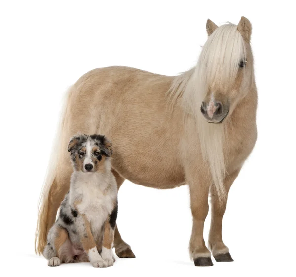 Palomino Shetlandpony, Equus caballus, 3 Jahre alt, steht vor weißem Hintergrund — Stockfoto