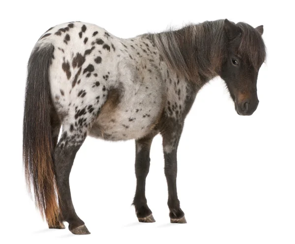 Appaloosa miniatyr häst, equus caballus, 2 år gammal, står framför vit bakgrund — Stockfoto