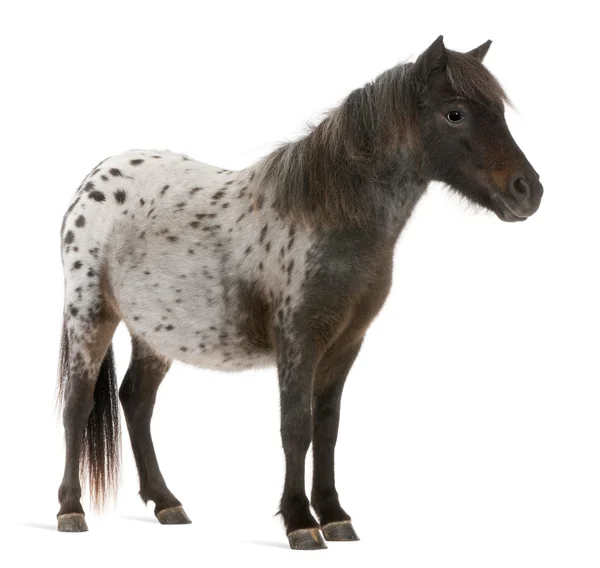 Appaloosa miniatuur paard, equus caballus, 2 jaar oud, staande voor de witte achtergrond — Stockfoto