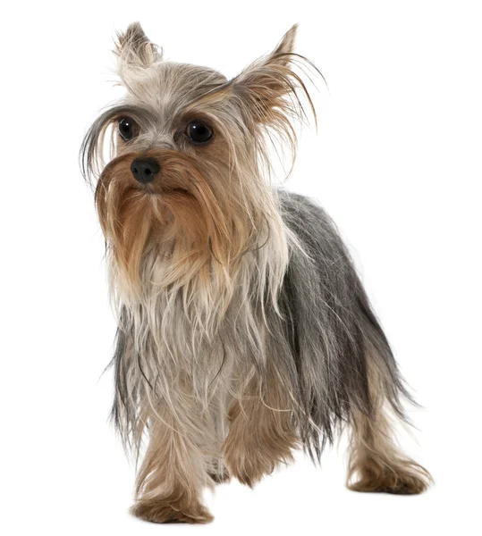 Yorkshire Terrier, 1 year old, standing in front of white background — Stock Photo, Image