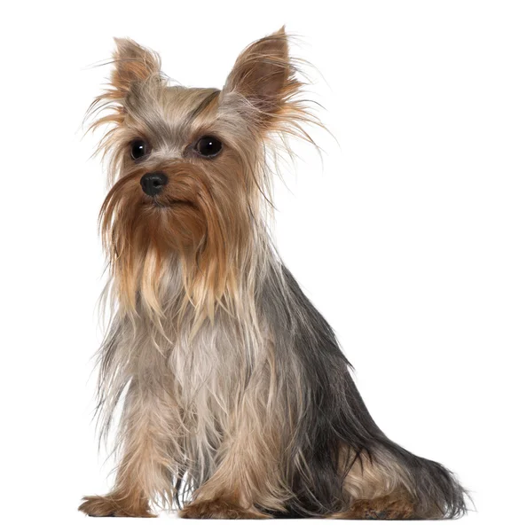 Yorkshire Terrier, 1 year old, standing in front of white background — стокове фото