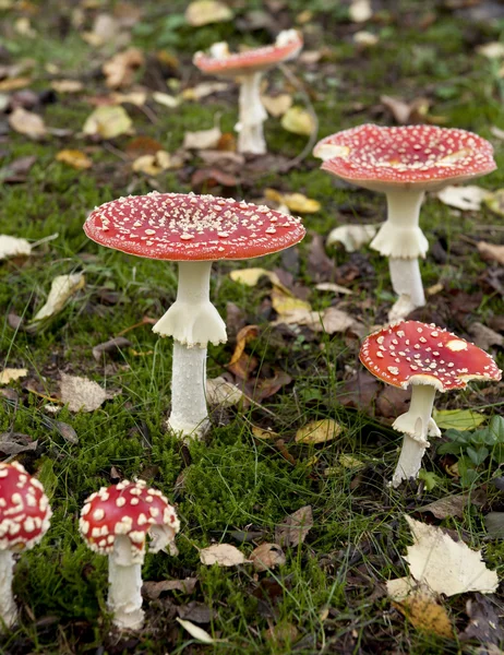 Муха агарик или муха аманита грибы, аманита мускария — стоковое фото