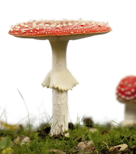 Fly agaric or fly Amanita mushrooms, Amanita muscaria, in front — Stock Photo, Image