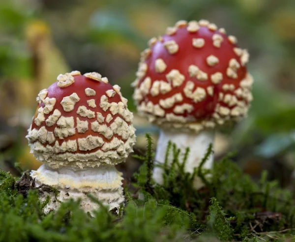 Муха агарик или муха аманита грибы, аманита мускария — стоковое фото