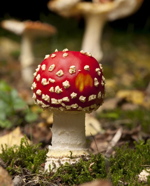 Muchomůrka nebo překrýt Muchomůrka houby, Muchomůrka červená — Stock fotografie