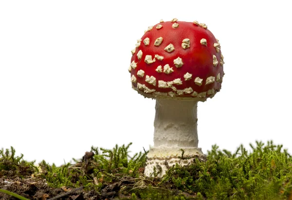 Muchomůrka nebo překrýt Muchomůrka houby, Muchomůrka červená, v př — Stock fotografie