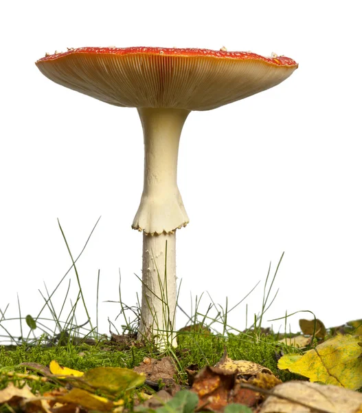 Зрілі Мухомор або літати Мухомор гриб, Мухомор червоний, в — стокове фото