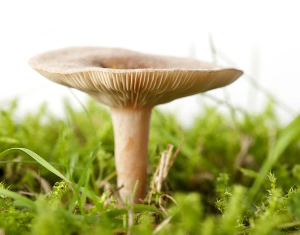 Cogumelo na grama na frente do fundo branco — Fotografia de Stock