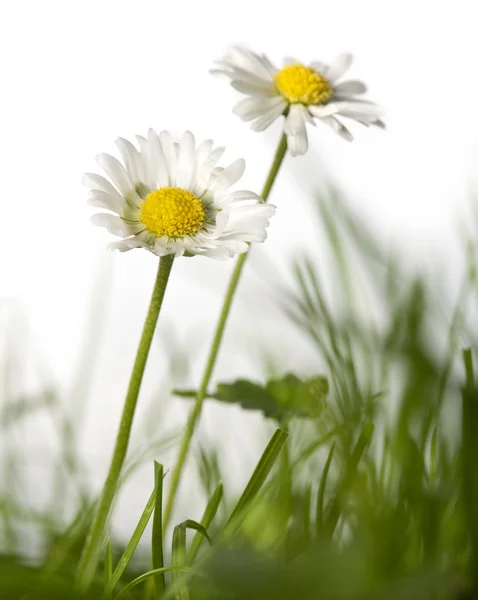 Marguerites dans l'herbe devant fond blanc — Photo