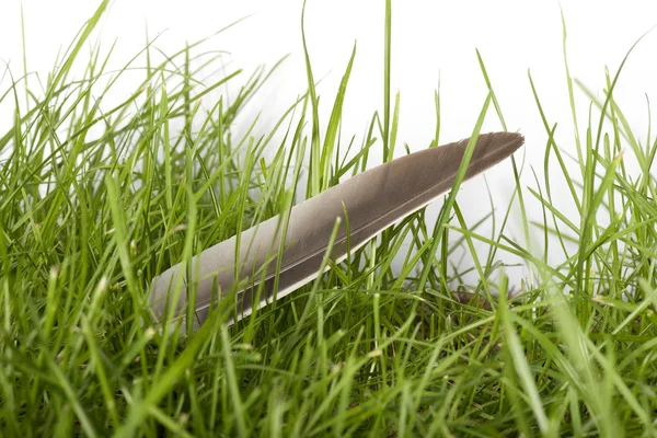 stock image Feather in the grass