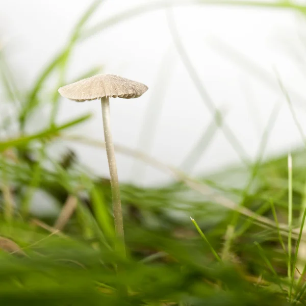 Champiñón en hierba delante de fondo blanco — Foto de Stock