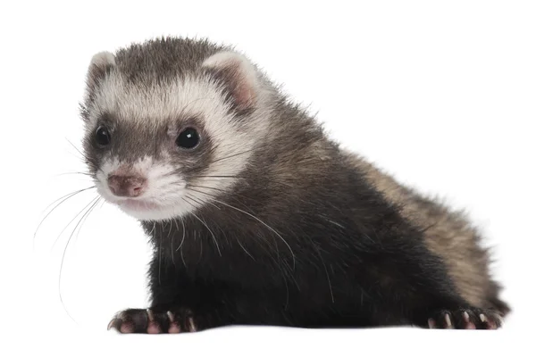 Ferret, 6 months old, in front of white background — Stock Photo, Image