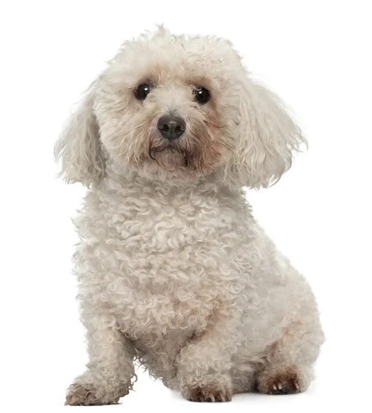 Bichon Frise, 8 years old, sitting in front of white background — Stock Photo, Image