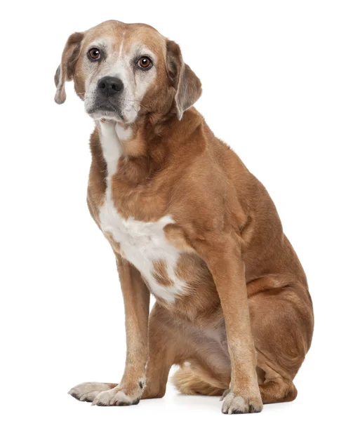 Vecchio cane di razza mista, 13 anni, seduto davanti allo sfondo bianco — Foto Stock