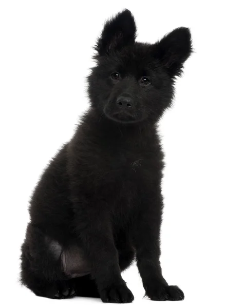 Tysken Fåraherde hundvalp, 10 veckor gammal, sitter framför vit bakgrund — Stockfoto