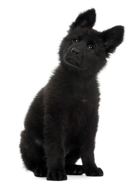 Duitse herder hond puppy, 10 weken oud, zit op witte achtergrond — Stockfoto