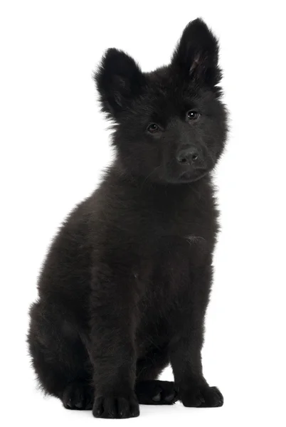 Tysken Fåraherde hundvalp, 10 veckor gammal, sitter framför vit bakgrund — Stockfoto