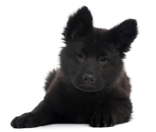 German Shepherd Dog puppy, 10 weeks old, sitting in front of white background — Stock Photo, Image