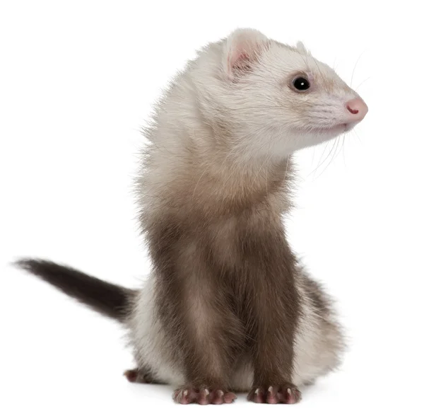 Ferret, 2 years old, in front of white background — Stock Photo, Image