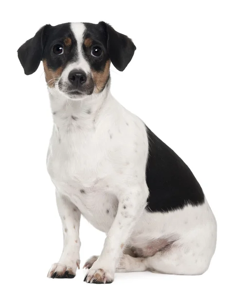 Jack Russell Terrier, 1 and a half years old, sitting in front of white background — Stock Photo, Image