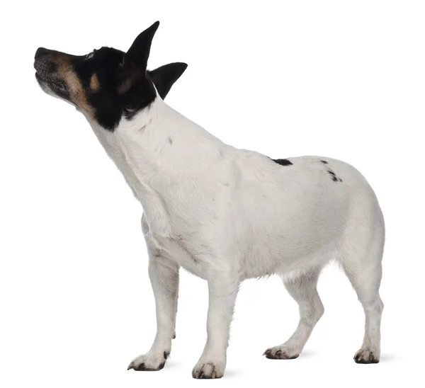 Jack Russell Terrier, 5 years old, standing in front of white background — Stock Photo, Image