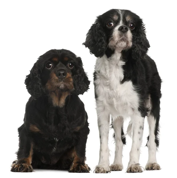 Cavalier King Charles Spaniels, 9 and 7 years old, in front of white background — Stock Photo, Image